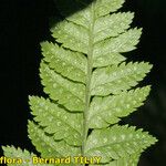 Dryopteris remota Frunză