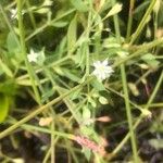 Stellaria alsine Blomma