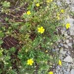 Potentilla argenteaFlower