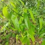 Nectandra angustifolia Blad