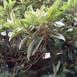 Eriobotrya japonica Likasa