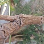 Palicourea rigida Bark