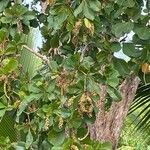 Terminalia buceras Fruit