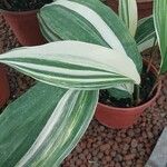 Aspidistra elatior Feuille