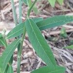 Crotalaria juncea 葉