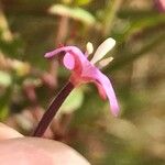 Epilobium obscurum Λουλούδι