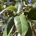 Ficus ingens Лист