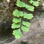 Adiantum capillus-veneris Hoja