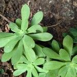 Sedum palmeriLeaf