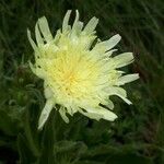 Hieracium berardianum Λουλούδι