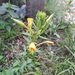 Oenothera parvifloraBlüte