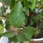 Acalypha aristata Hoja