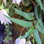 Begonia boliviensis Лист