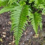 Polystichum rigens Leaf