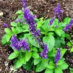 Salvia farinacea Habit