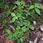 Struchium sparganophorum Habit