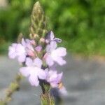 Verbena officinalis 花