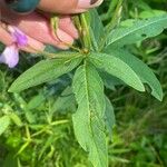 Desmodium canadense Blatt