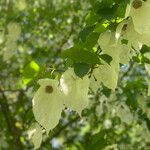 Davidia involucrata Ліст