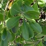 Pittosporum tobira Fulla