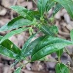 Sarcococca hookeriana Leaf