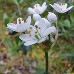 Allium subhirsutum Цвят