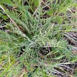 Centaurea diffusa Feuille