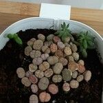 Lithops fulviceps Лист