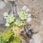 Anisosciadium orientale Fula