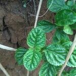 Stachytarpheta indica Leaf