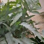 Phlebodium aureum Blatt