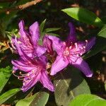 Rhododendron trichanthum Kvet