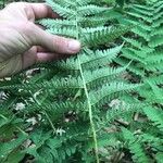 Dryopteris marginalis Frugt