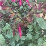 Salvia involucrata Ліст