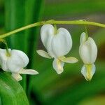 Lamprocapnos spectabilis Flower