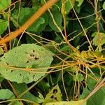 Cuscuta campestris Кара