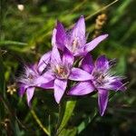 Gentianella austriaca Квітка