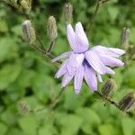 Lactuca macrophylla Fleur