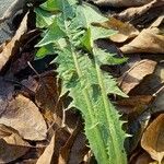 Urospermum picroides Leaf