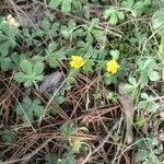 Potentilla canadensis Flor