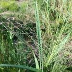 Eragrostis spectabilis Leaf