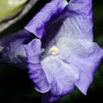 Strobilanthes auriculata Çiçek