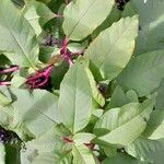 Phytolacca americana Folha