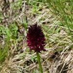 Gymnadenia nigra Flower