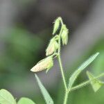 Crotalaria incanaŽiedas