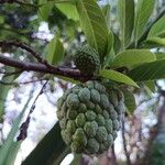 Annona squamosa Fruto