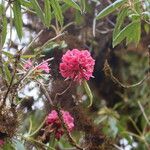 Rhododendron kendrickii Lorea