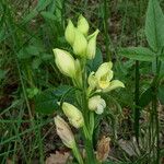 Cephalanthera damasonium आदत