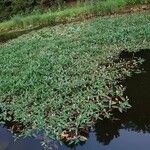 Persicaria amphibia 葉
