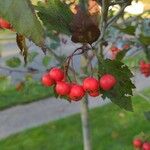 Crataegus viridis Frutto